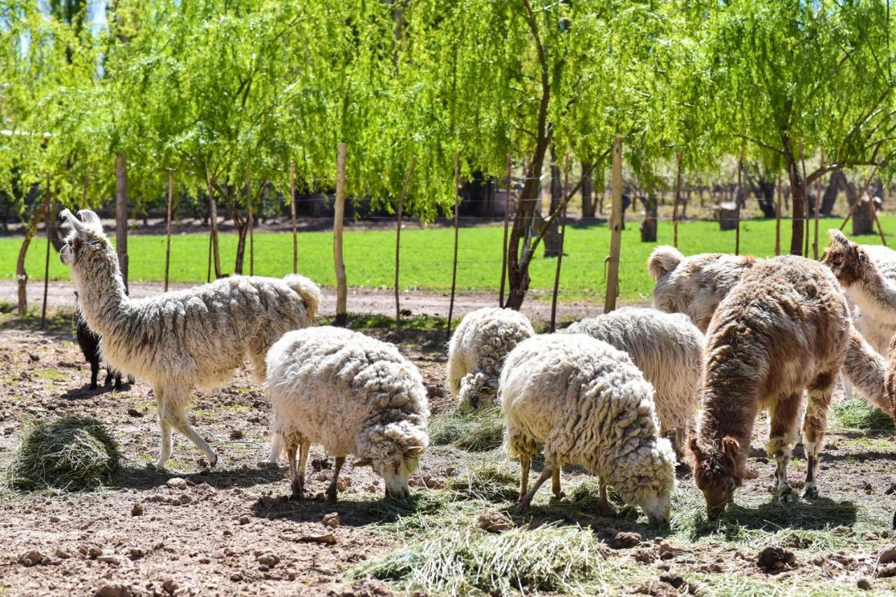 Complejo Los Enamorados Calingasta Dış mekan fotoğraf